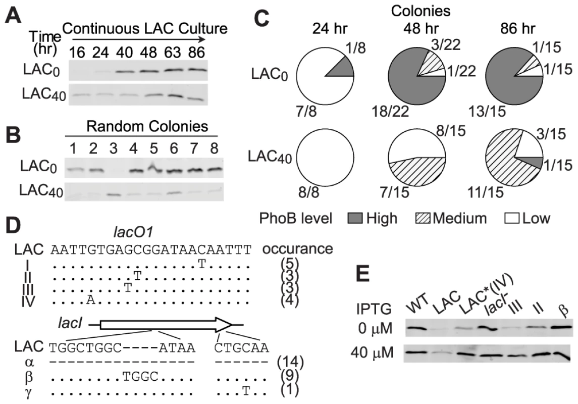 Intermediate PhoB levels lead to a slower adaptation pace and distinct adaptive genotypes.