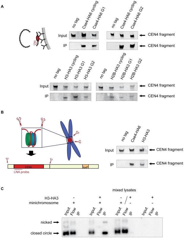 Histone H3 localizes to the centromeric DNA.