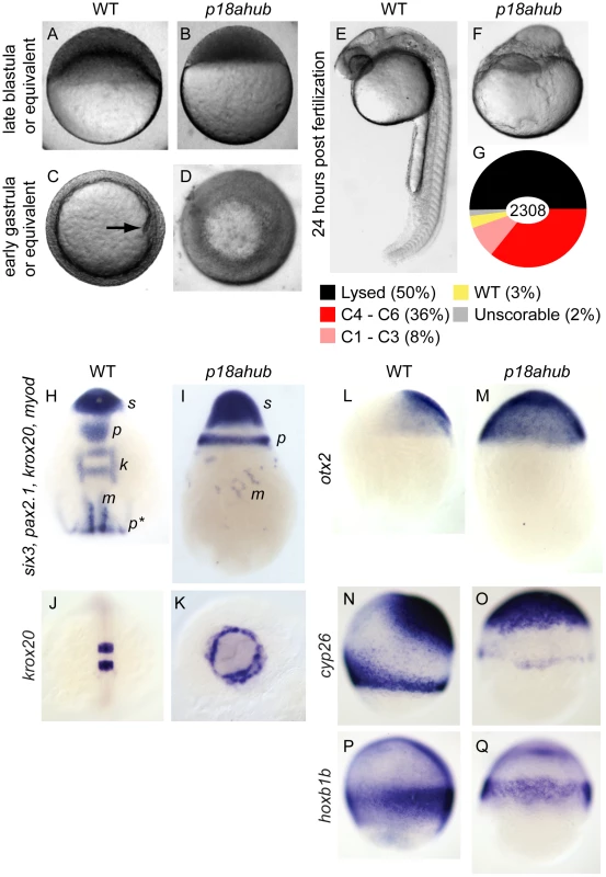 <i>p18ahub</i> mutants exhibit delayed progression of epiboly and severe dorsalization.