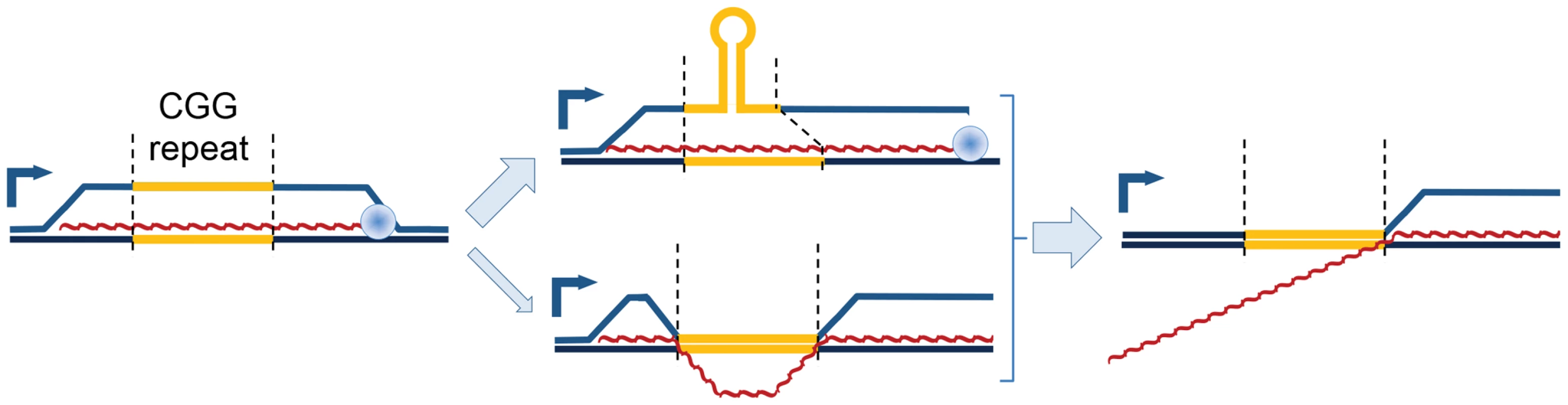 Model of proposed CGG-repeat effects on the <i>FMR1</i> R-loop.