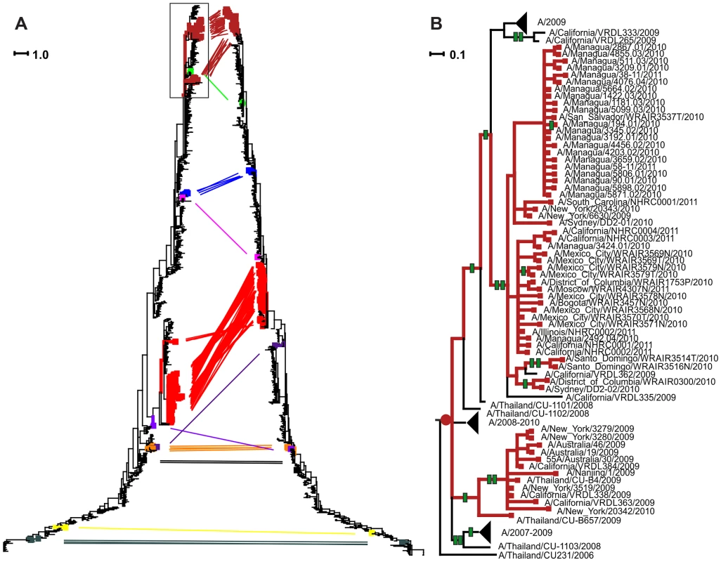 Reassortment events inferred from comparison of phylogenies of HA and NA segments of Influenza A H3N2 virus, and subsequent accumulation of amino acid replacements.