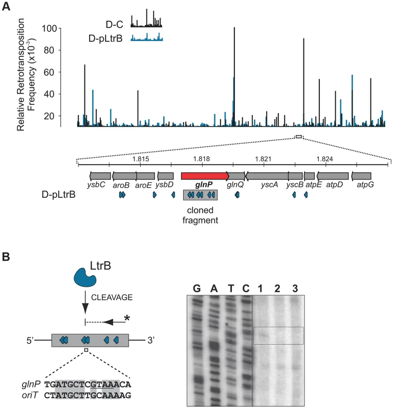 LtrB has off-target activity.