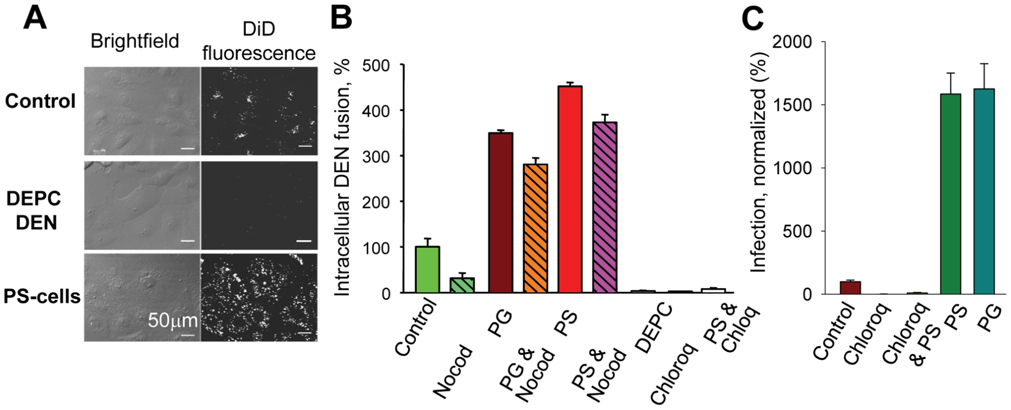 Anionic lipids promote DEN-mediated intracellular fusion and viral infection.