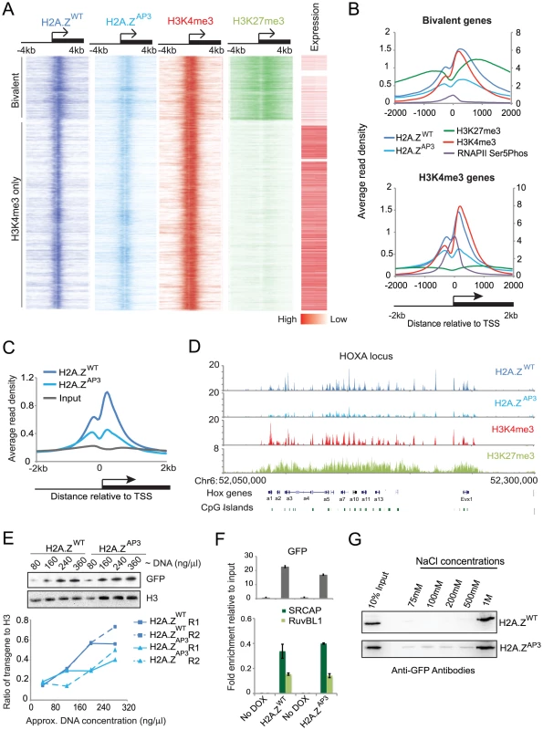 H2A.Z acidic patch is incorporated at lower levels at target genes.