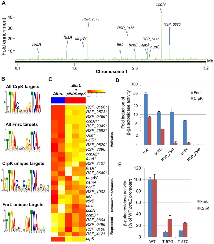 Analysis of the CrpK regulon in <i>R. sphaeroides</i>.