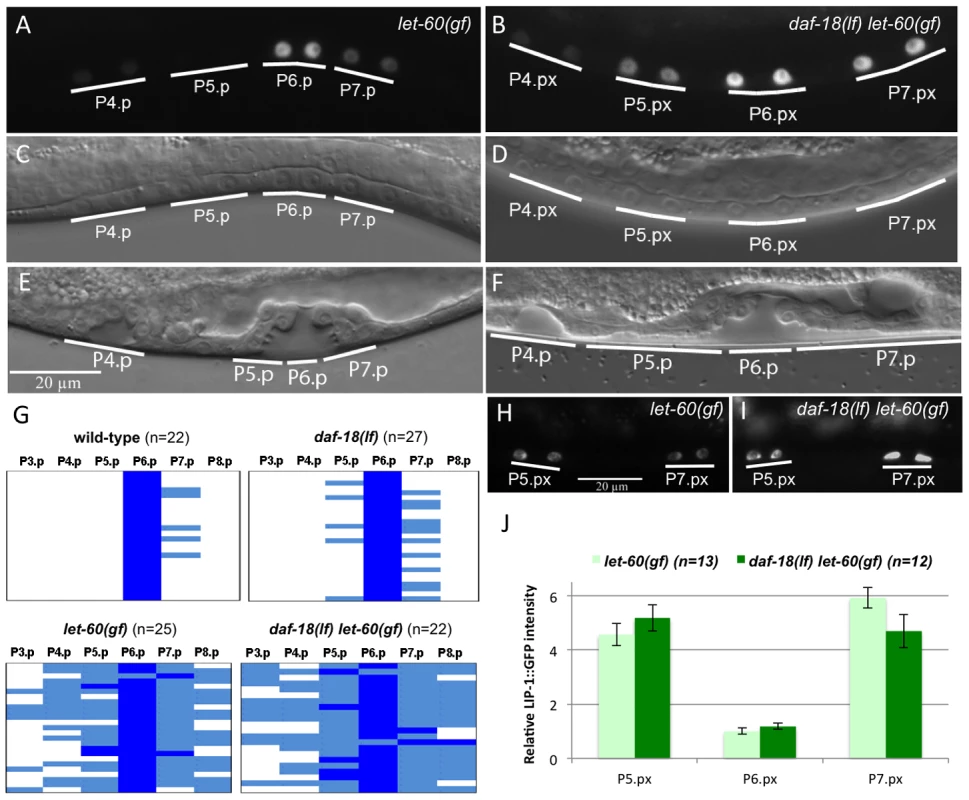 DAF-18 inhibits 1° vulval fate specification.