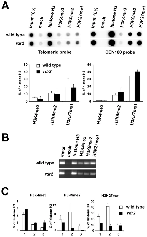 Telomeric heterochromatin in RdDM mutants.