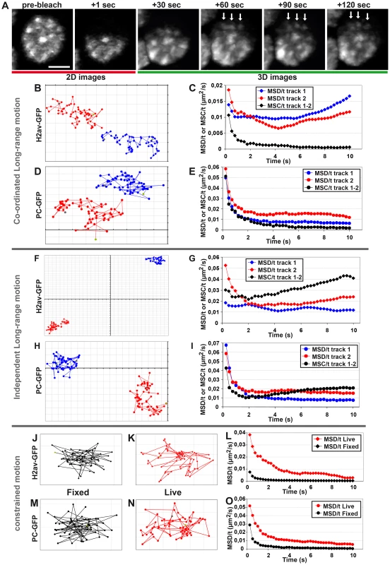 Evidence for coordinated motion of chromatin domains and PC bodies.