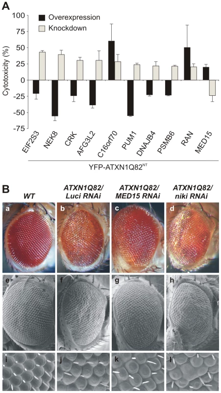 Reduced levels of modifier proteins influence the cytotoxicity of pathogenic ATXN1 in model systems.