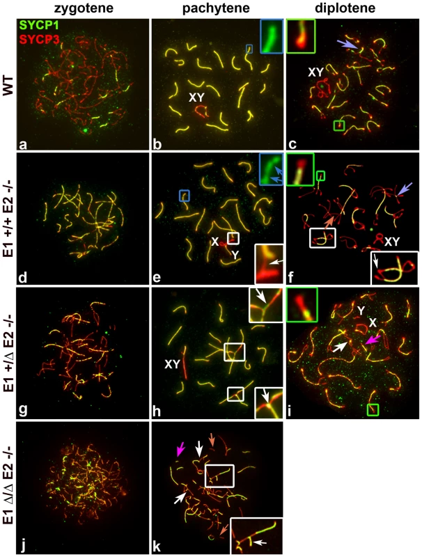 E2 deficiency disrupts normal pairing and synapsis that is exacerbated by loss of E1.