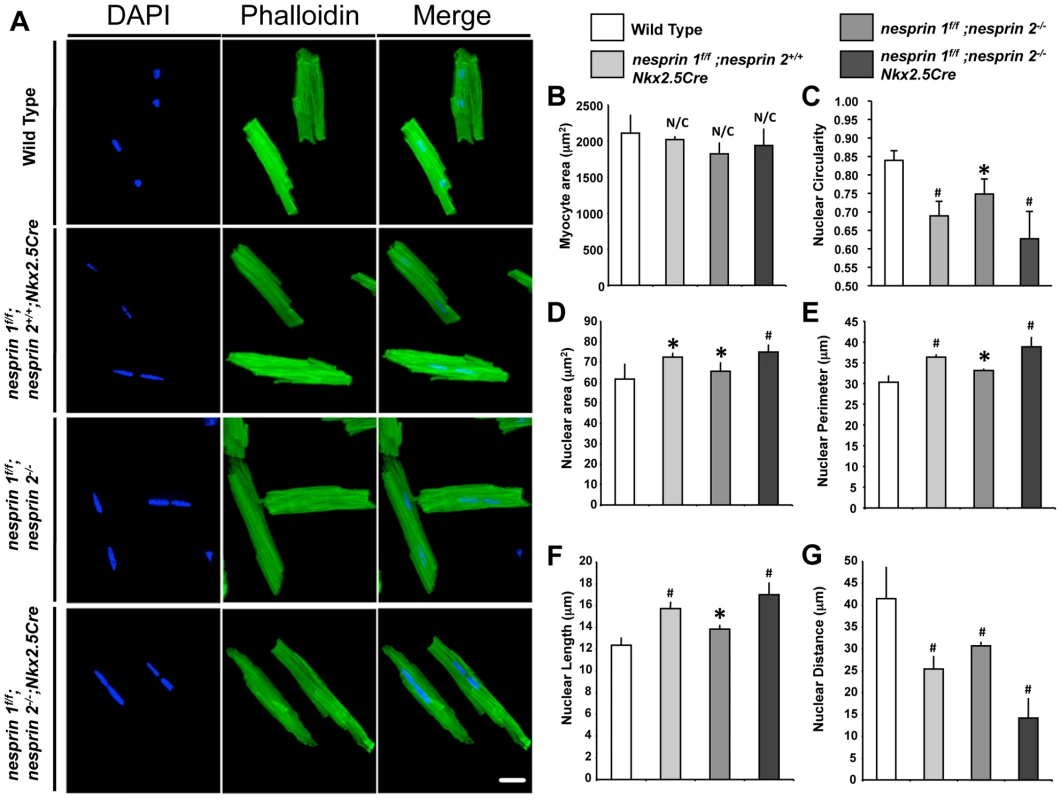 Cardiomyocyte nuclear morphology is altered in response to loss of Nesprin 1 and/or 2.
