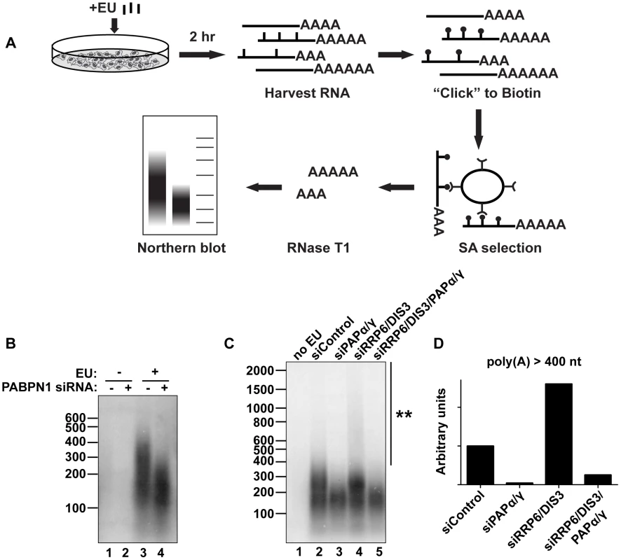 Endogenous transcripts are subject to PABPN1-mediated hyperadenylation.