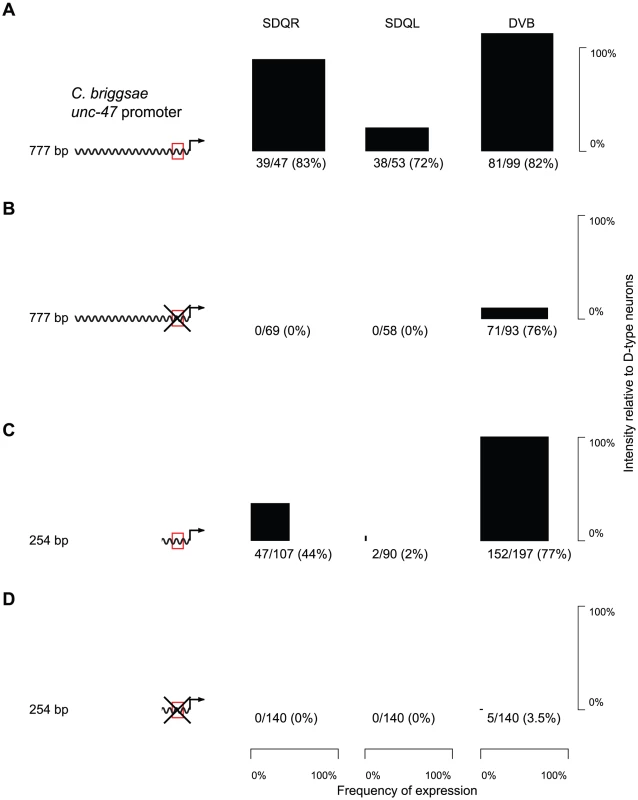 Expression in SDQR/L is mediated by a conserved motif, which also controls expression in DVB.