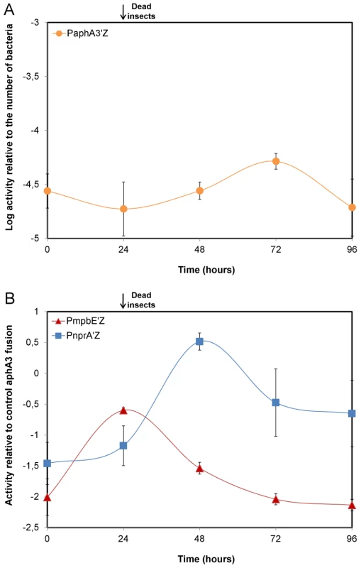 <i>mpbE</i> and <i>nprA</i> are sequentially activated during infection.