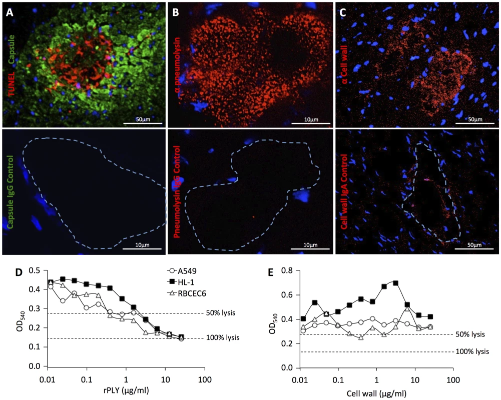 Effect of pneumolysin on cardiomyocyte viability.