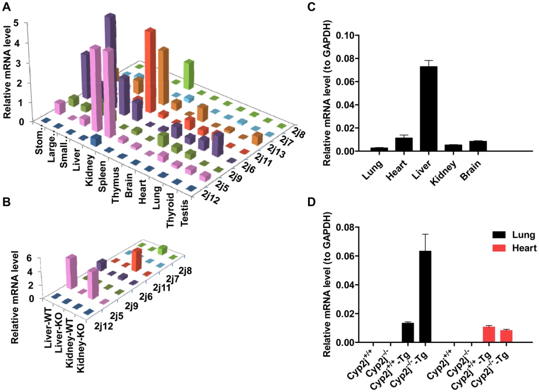 Representative data for quantitation of <i>Cyp2j</i> gene expression.