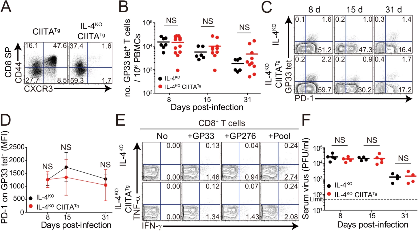 CD8<sup>+</sup> T cells responses in IL-4-deficient CIITA<sup>Tg</sup> and control mice during LCMV clone 13 infection.