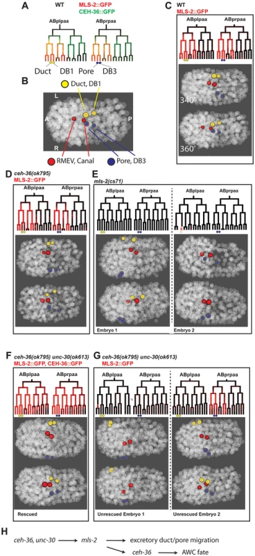 <i>ceh-36</i> and <i>unc-30</i> regulate <i>mls-2</i> and excretory system coalescence.