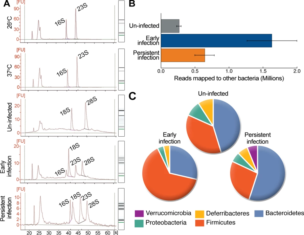 <i>Y. pseudotuberculosis</i> infection alters the bacterial composition of the cecum.