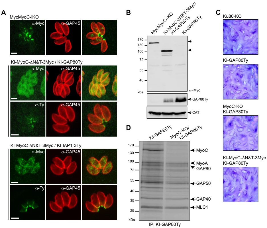 MyoC is dispensable in tachyzoites.