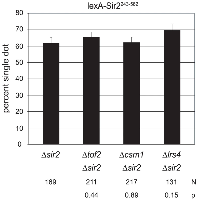 Cohesion persists in the absence of <i>rDNA</i>-specific, protein partners of Sir2.