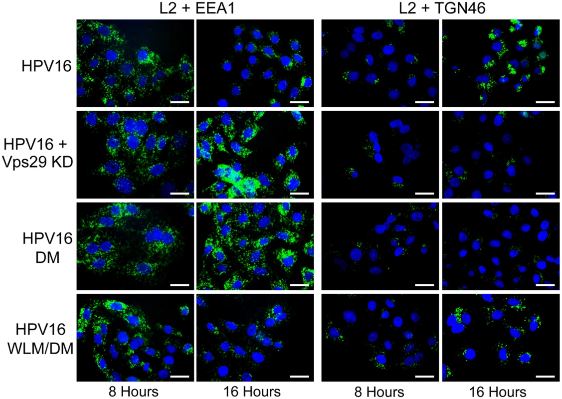 Retromer activity and potential retromer binding sites in L2 are required for exit from the early endosome and entry into the <i>trans</i>-Golgi network.
