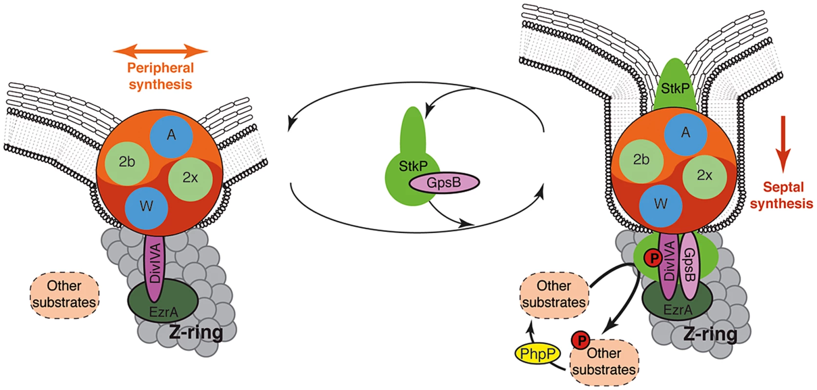 Models for PG synthesis in <i>S. pneumoniae</i>.