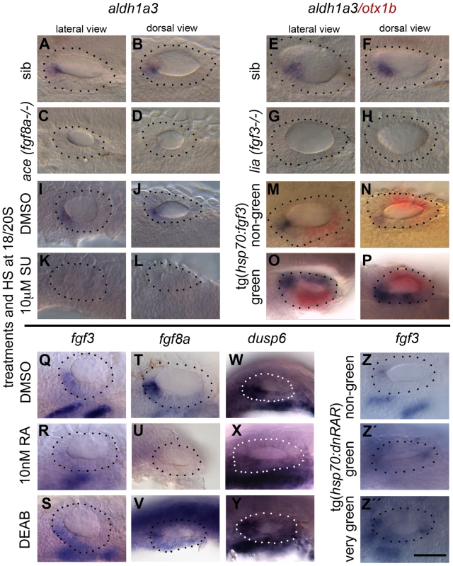 RA signalling and FGF signalling are linked in a regulatory feedback loop in the ear.