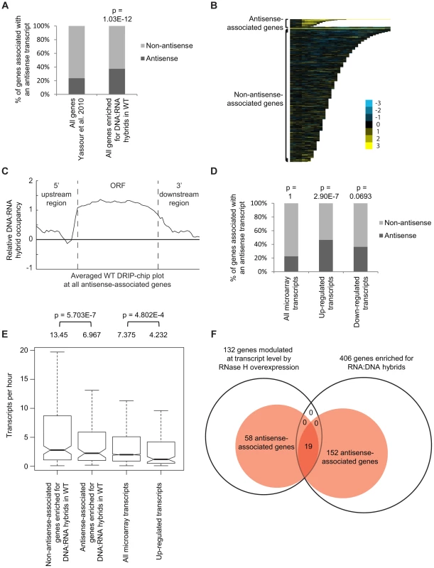 Genes associated with DNA:RNA hybrids were significantly associated with antisense transcripts.