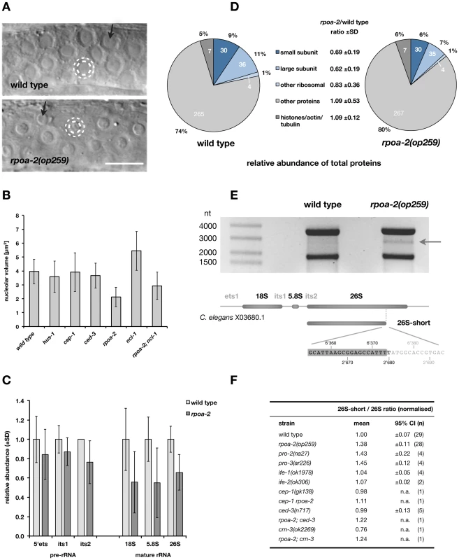 <i>rpoa-2(op259)</i> mutants have altered ribosome synthesis.