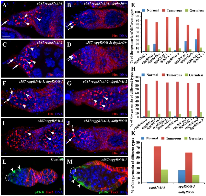 <i>egg</i> knockdown in ECs causes EC gradual loss and increases BMP signaling in differentiated germ cells.