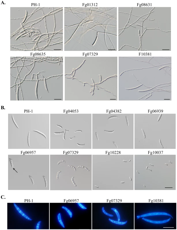 Mutants with defects in conidiation and conidium morphology.