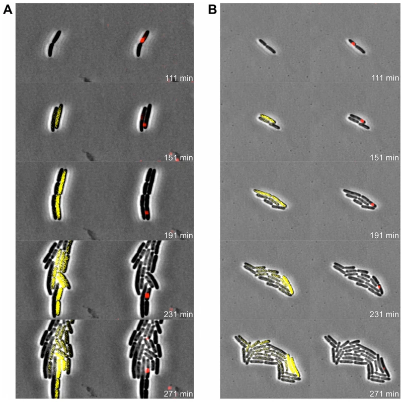Pid expression is linked to phage carrier cells.