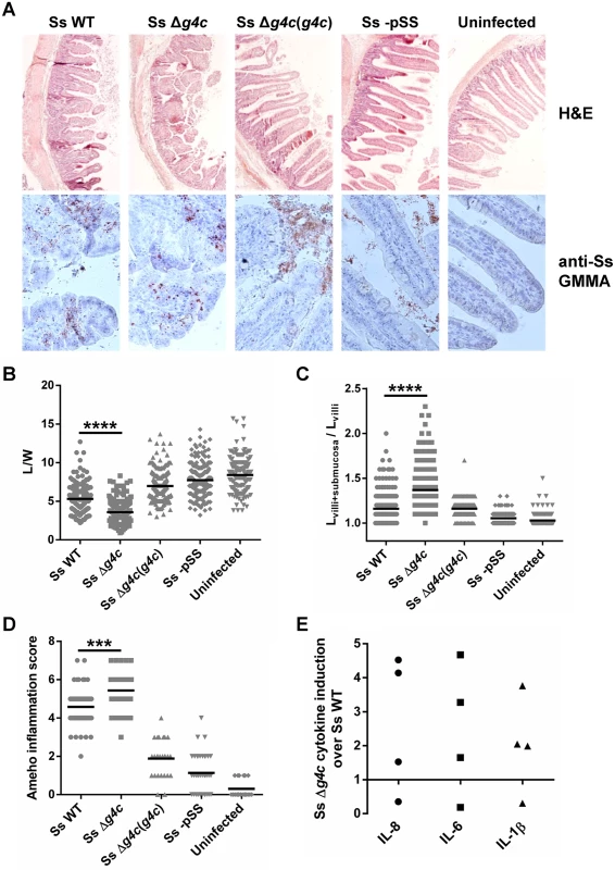 Group 4 capsule affects the pattern of <i>S</i>. <i>sonnei</i> pathology in the rabbit intestine.