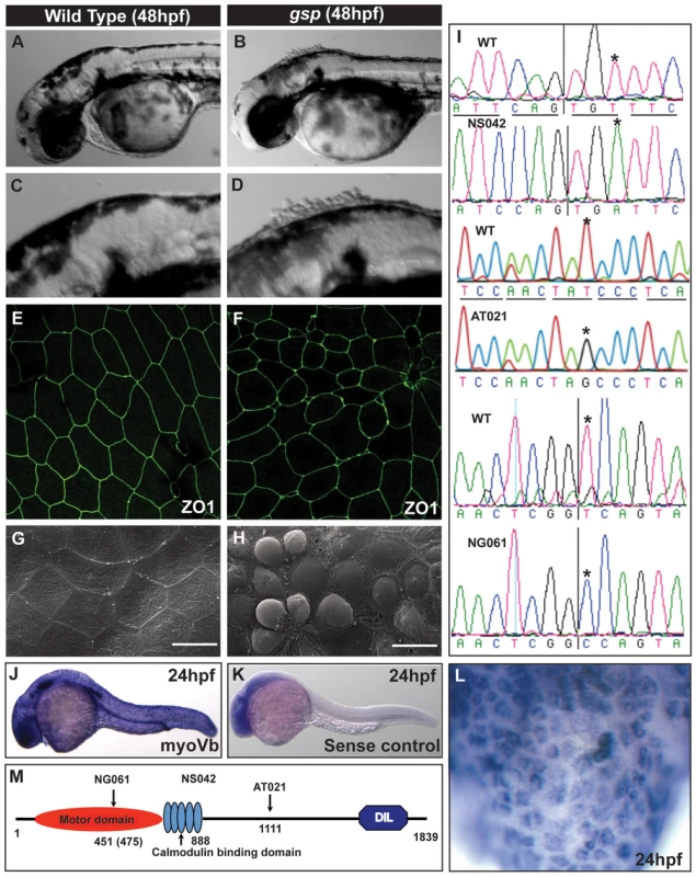 The <i>gsp</i> locus encodes for molecular motor Myosin Vb.
