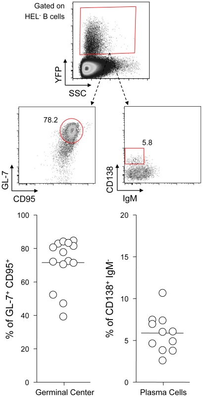 YFP<sup>+</sup> HEL<sup>−</sup> B cells differentiate into GC and plasma cells.
