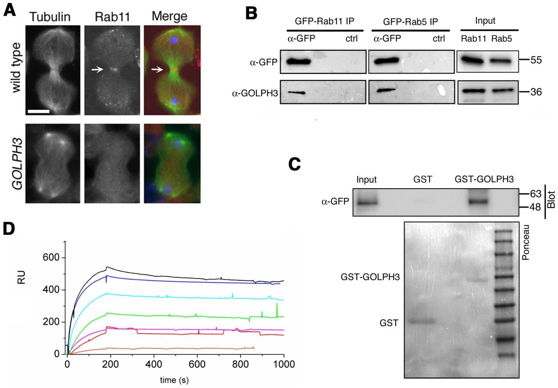 Rab11 forms a complex with GOLPH3 and depends on GOLPH3 for localization at the cleavage site.