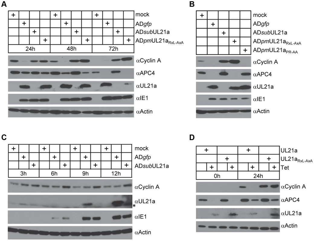 pUL21a reduces cyclin A protein levels.