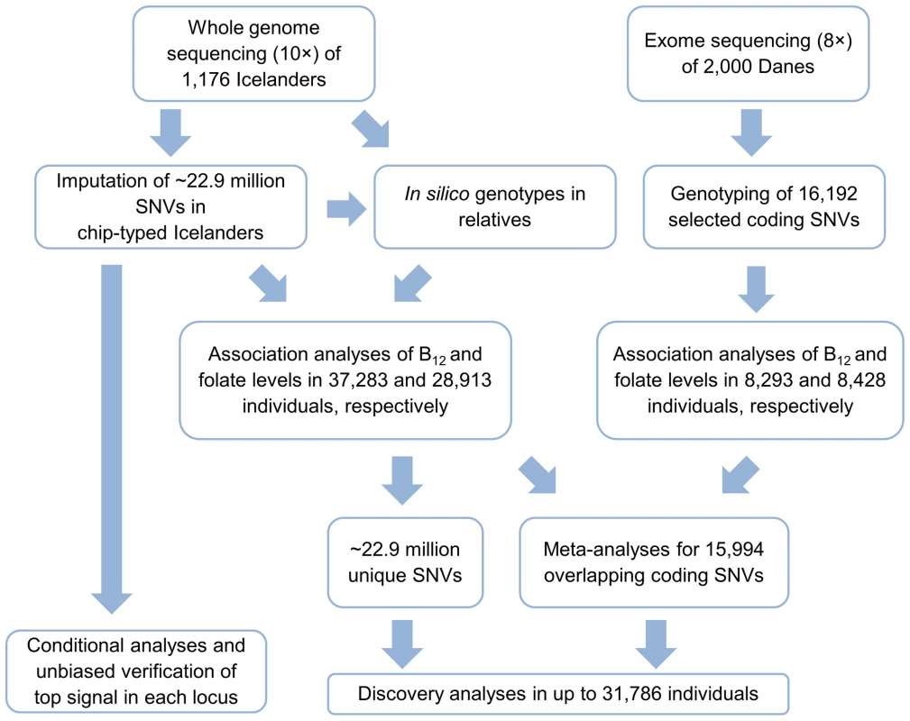 Schematic overview of the study.