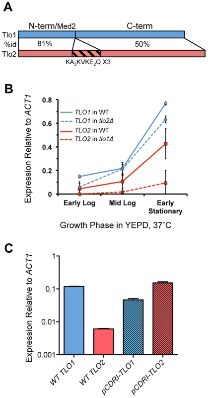 Structure and expression of <i>C. dubliniensis TLO</i> genes.