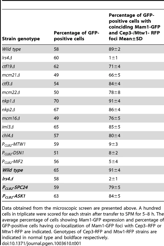 Localization of Mam1 to kinetochores during meiosis I in wild type and various mutant strains.