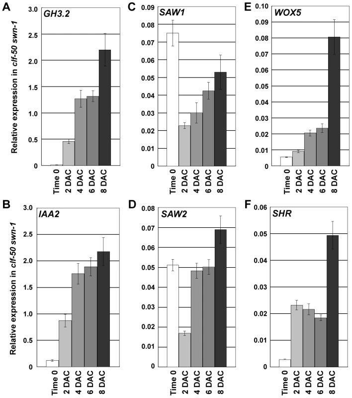 PcG is required for silencing leaf-regulatory genes during the leaf-to-callus transition.