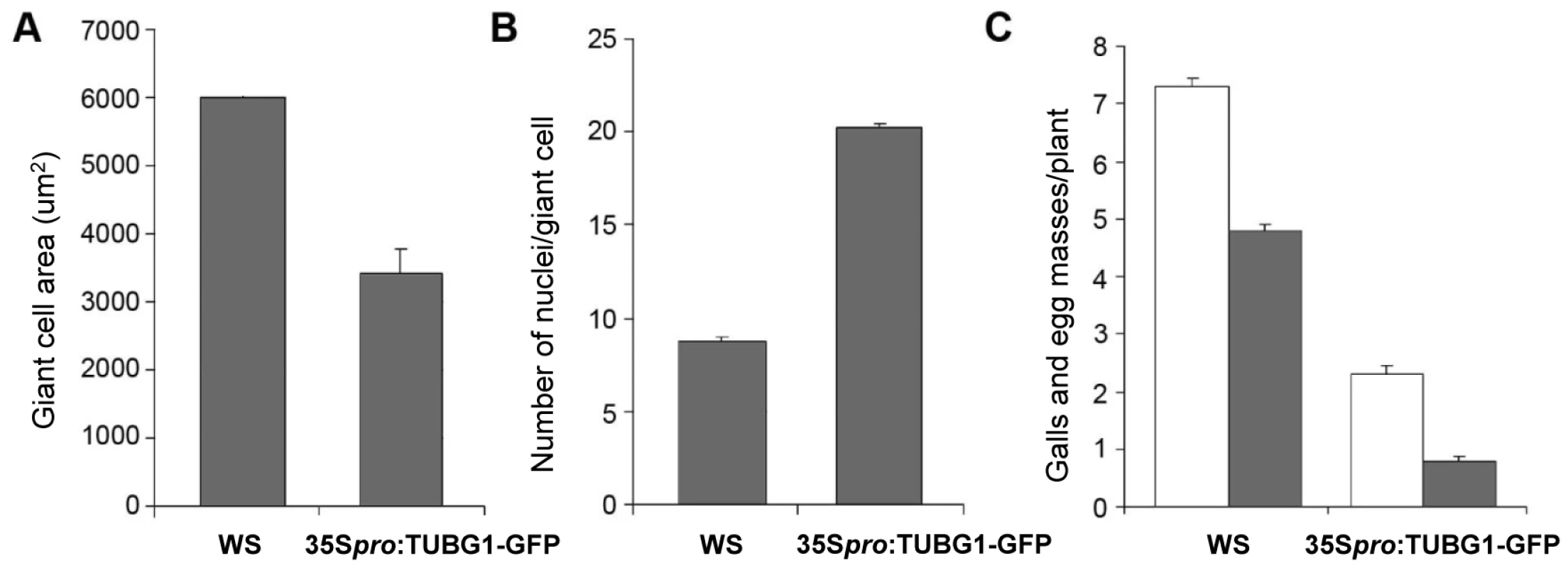 Giant Cell Area, Number of Nuclei and Infection Tests of γ-Tubulin Mutants Compared to Wild-Type.