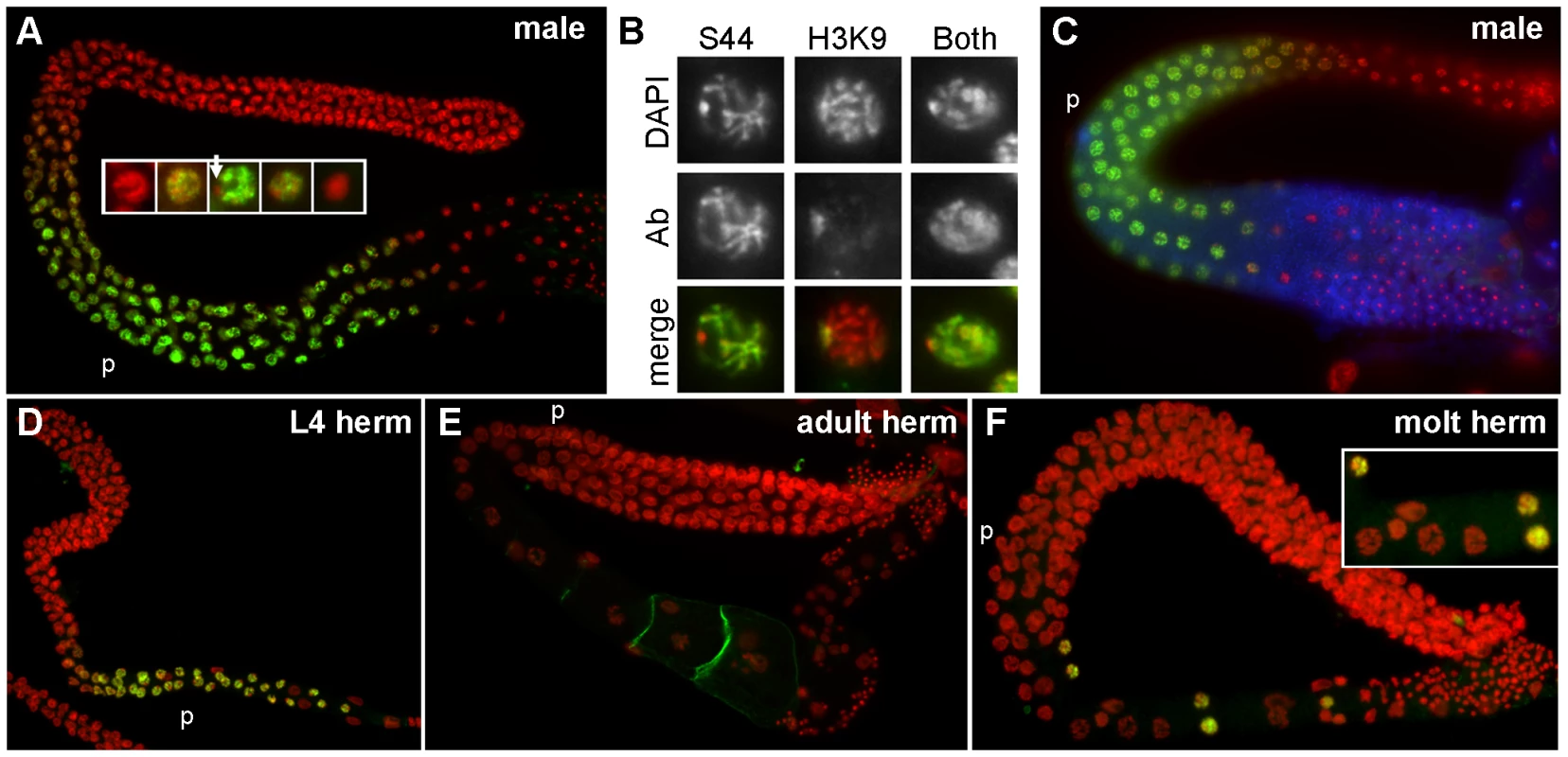 Pattern of SPE-44 protein expression and localization.