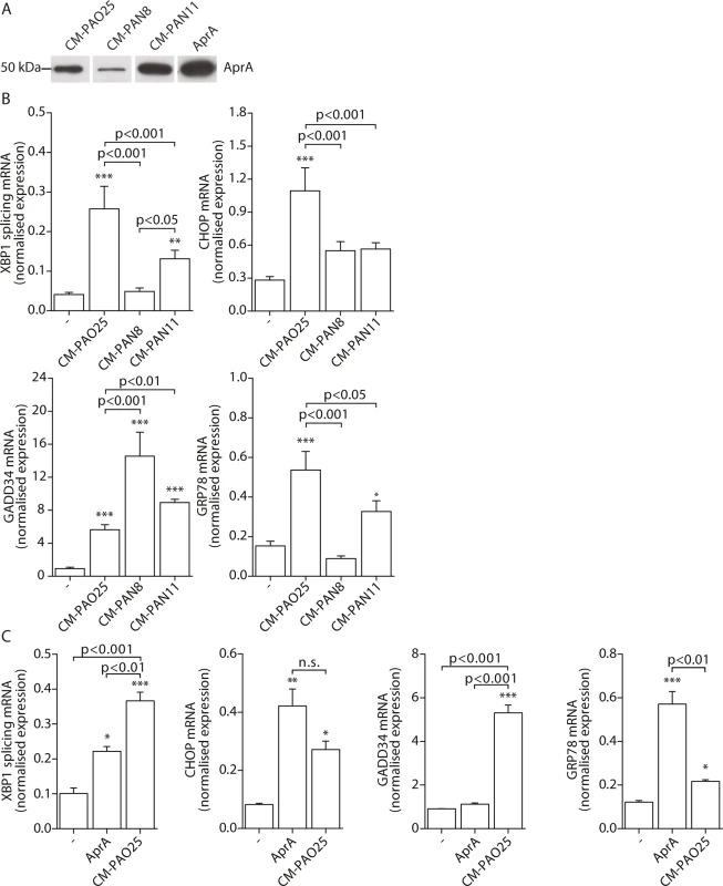 The <i>P</i>. <i>aeruginosa</i> secreted virulence factors alkaline protease (AprA) and pyocyanin mediate ER stress.