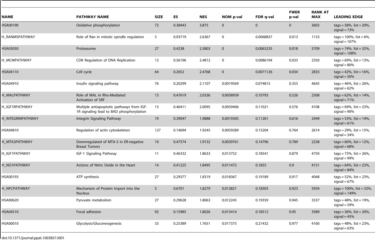 Top enriched pathways in WT cells compared to Mut cells.
