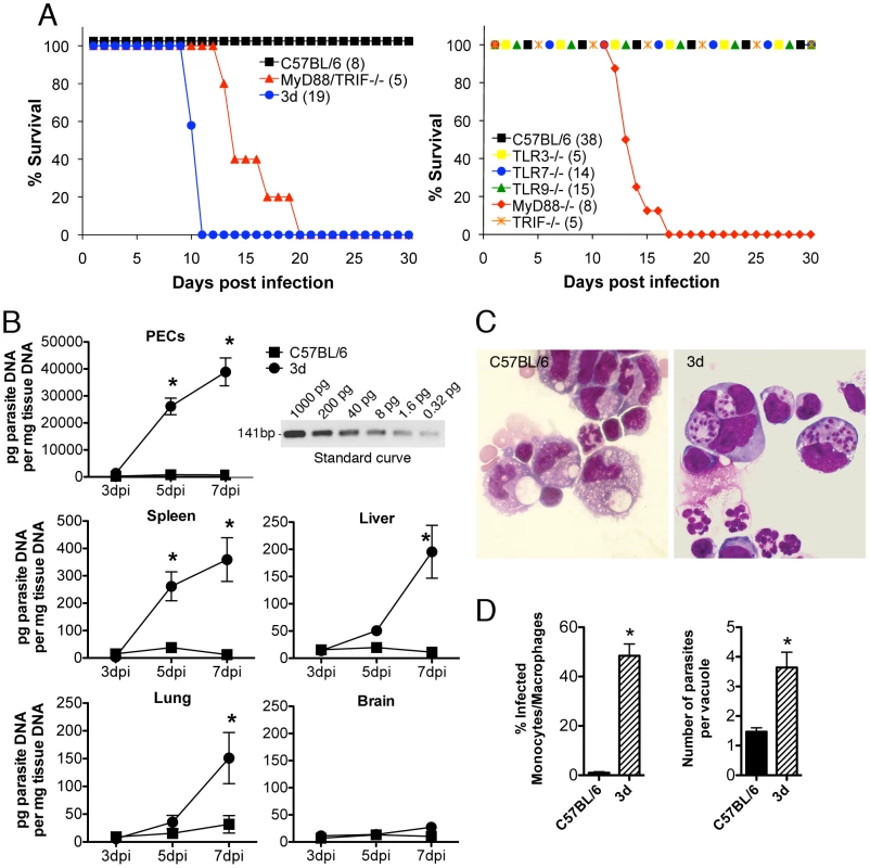 3d mice are highly susceptible to infection with <i>T. gondii</i> and succumb due to excessive parasite burden.