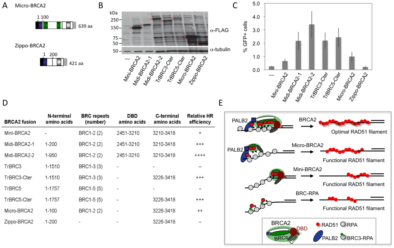 BRCA2 peptides functional in HR.