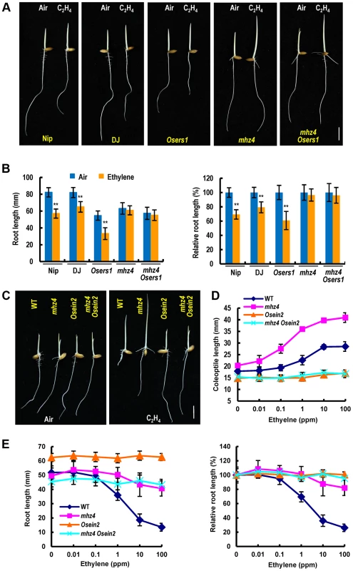 Genetic interactions of <i>MHZ4</i> with ethylene receptor gene and <i>MHZ7/OsEIN2</i> gene.