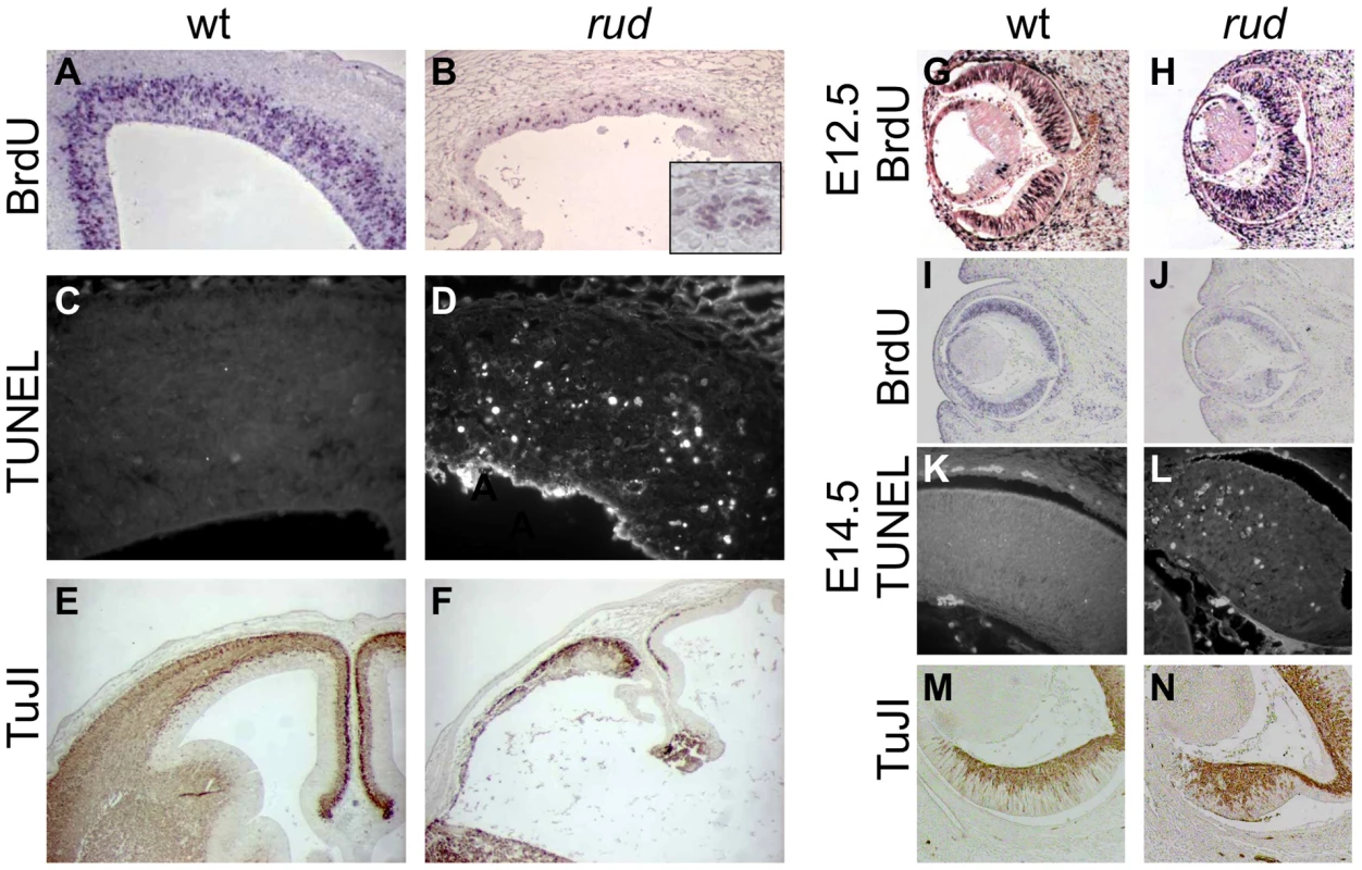 Telencephalic and retinal development are abnormal in <i>rudolph</i> mutants.
